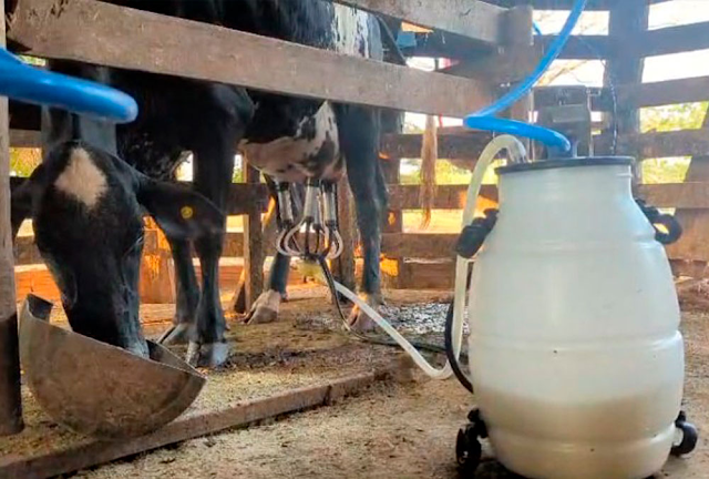 Sítio Monte Sião se torna referência em produtividade na pecuária leiteira em Cacoal