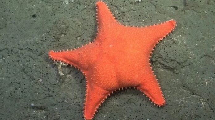 Cientistas mandam robô a abismo no Atlântico e encontram ‘Patrick Estrela’ da vida real a milhares de metros de profundidade