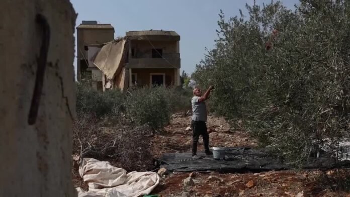 Como risco de ataques de Israel põe em risco colheitas no Líbano