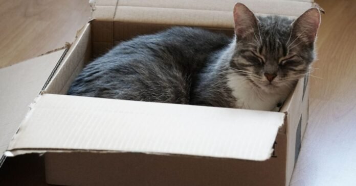 Por que o gato prefere a caixa de papelão e não a cama cara que você comprou?