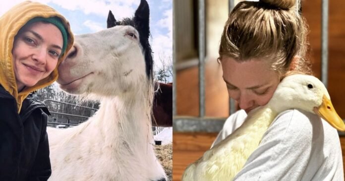 De Hollywood à vida no campo, Amanda Seyfried mantém fazenda que virou refúgio para animais resgatados