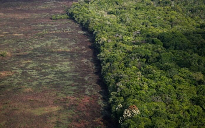 Amazônia emite mais CO₂ do que absorve, aponta estudo