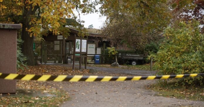 Menina de 8 anos fica ferida após ataque de lobo em zoológico alemão