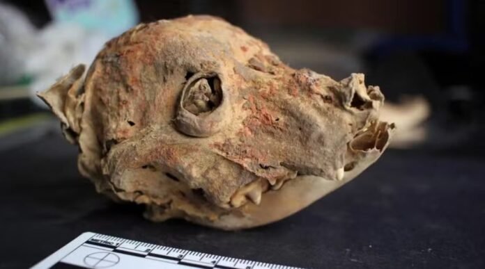 Múmia de cão de 1.200 anos é encontrada após 15 anos de escavação e revela lado duplo do amor por pets no passado