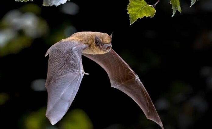 Como os morcegos usam o som para enxergar e caçar no escuro: 4 descobertas da ciência