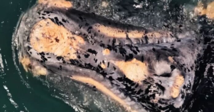 “Dálmata do oceano”: baleia semi-albina rara é vista e chama atenção em SC