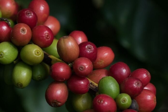 Café arábica cai 1,6% em Nova York com expectativa de alta nos estoques