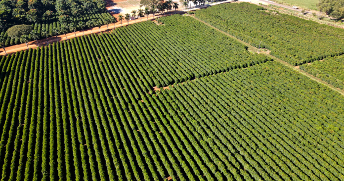 Segundo maior produtor de café do Brasil avança em recuperação judicial