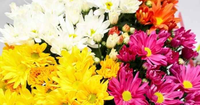 Vendas de flores devem crescer 5,2% no dia de Finados