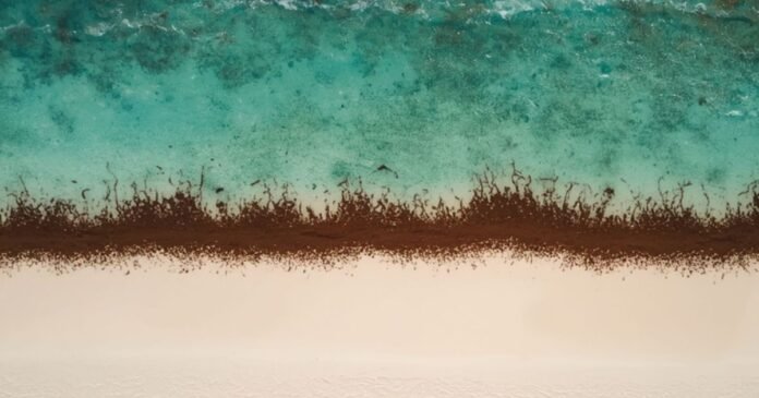 Mar de chocolate no Caribe: entenda o fenômeno das algas que exalam cheiro de ovo podre