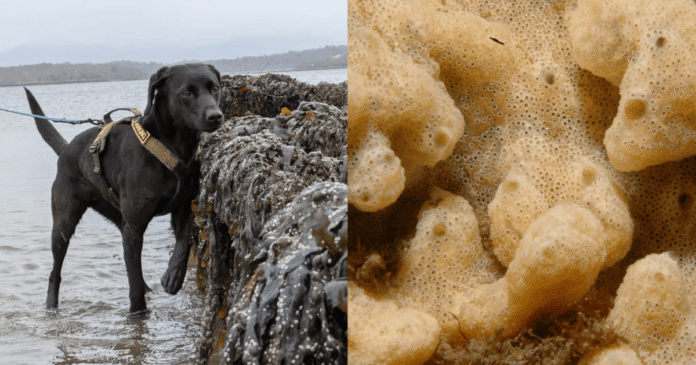 Criatura conhecida como ‘vômito marinho’ é ameaça ao ecossistema marítimo; esta labradora escocesa está decidida a eliminá-la