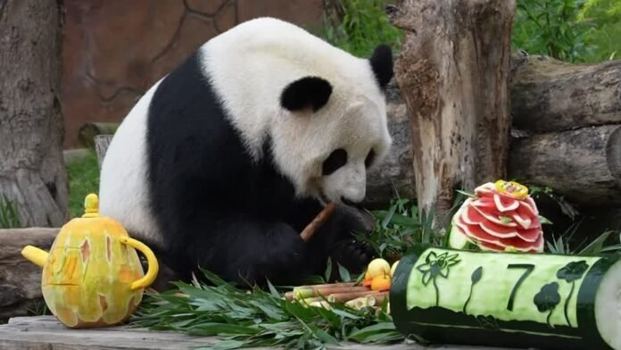 Vídeo: Zoológico na China faz banquete de aniversário para panda-gigante