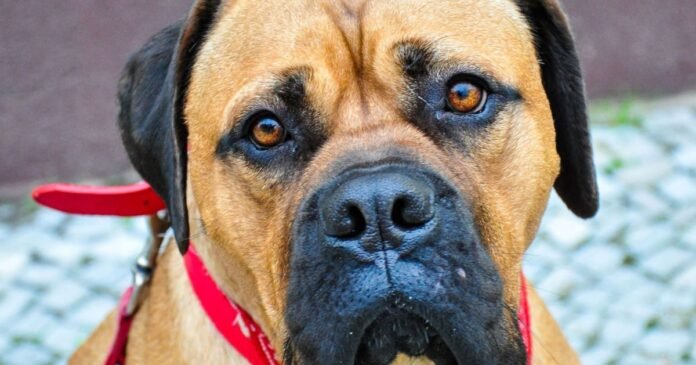 ‘Cara de culpado’ dos cachorros pode dizer mais sobre você do que sobre eles, indica estudo