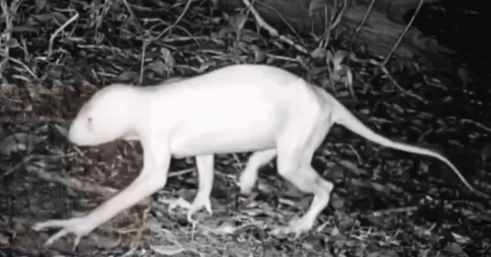 “Chupacabra” que aterroriza cidade no México é filmado; divulgação de imagens da criatura é feita por ufólogo
