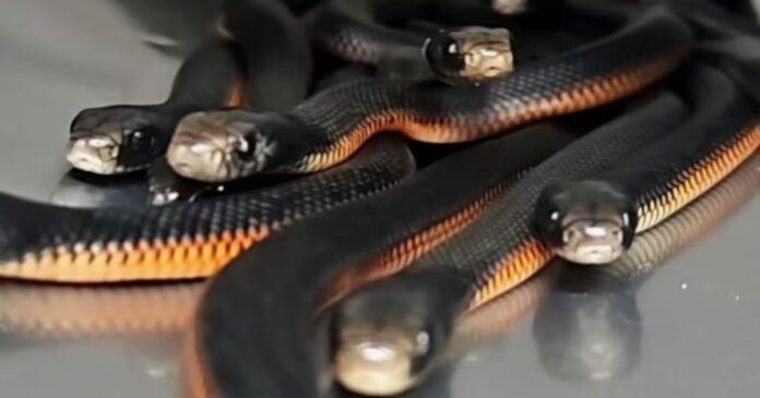 Apanhador desenterra mais de 100 cobras em uma pilha de material orgânico no quintal de uma casa na Austrália