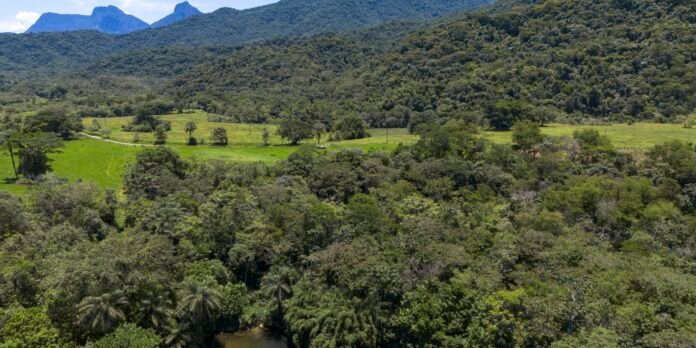 Brasil diminui em 43% área de vegetação nativa fragmentada