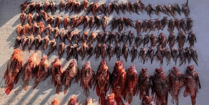 Equipe bate recorde ao capturar mais de 300 peixes-leão em Noronha