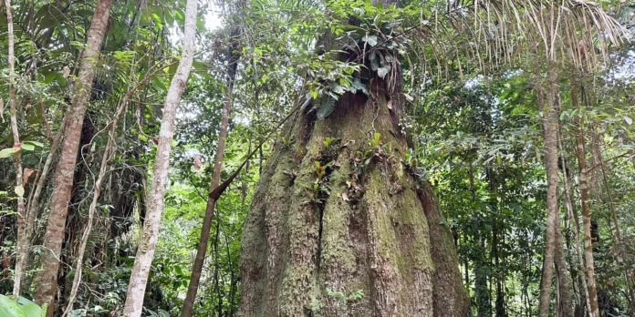 Lista das espécies da flora ameaçadas de extinção é atualizada