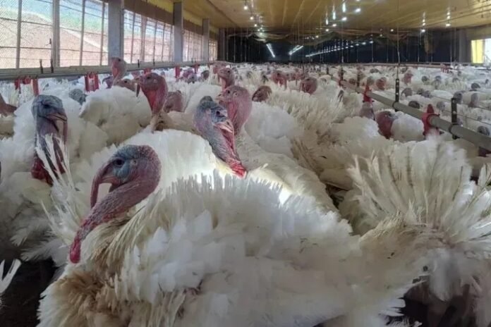 México suspende importação de produtos avícolas do Brasil
