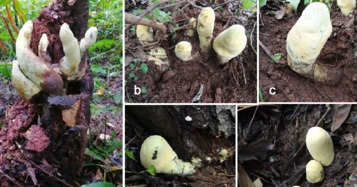 Fungo gigante “D-Rex” é descoberto pesando mais de 2 kg e 50 cm de tamanho — Agora cientistas avaliam como ele sobreviveu após 1 milhão de anos