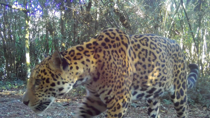 Nova onça-pintada é registrada no Parque Nacional do Iguaçu