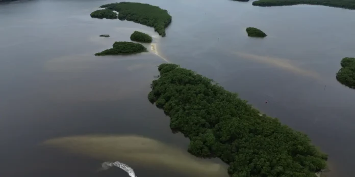 Países consideram insuficientes ações contra crise da biodiversidade