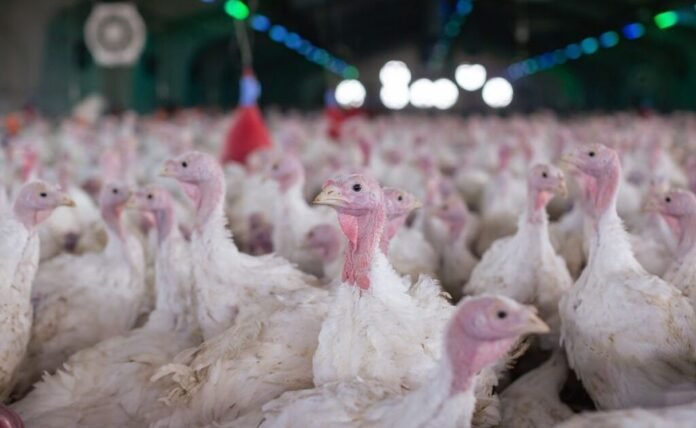 Embargos de carne por Newcastle devem ter impacto limitado, avalia analista