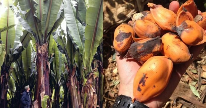 Parece uma banana gigante, mas seu fruto é intragável: a “planta milagrosa” que passa anos debaixo da terra e pode salvar milhões da fome