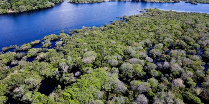 Desmatamento em áreas protegidas da Amazônia e do Cerrado tem queda