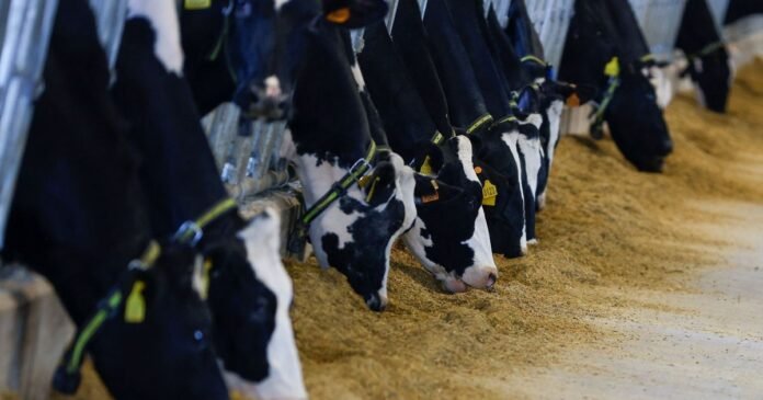Produção de ração animal cresce 4,2% no Brasil no primeiro semestre de 2026