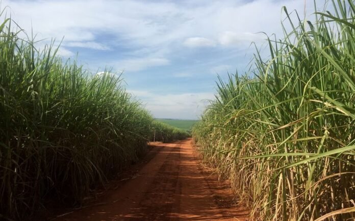 Moagem de cana deve crescer 4,8% do Centro-Sul, estima DATAGRO