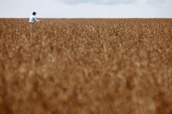 Adido do USDA prevê safra de soja de 184 milhões de toneladas no Brasil
