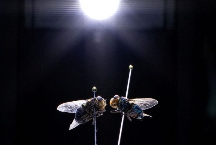 Estados Unidos confirmam primeiro caso de mosca-bicheira no Arizona