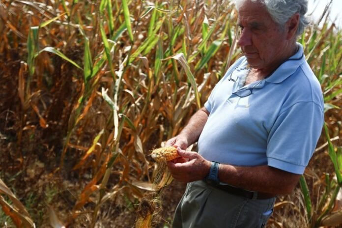 Produção de milho na Argentina pode subir com efeitos do El Niño