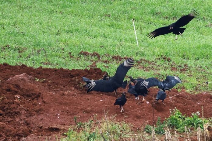 Exportação de frango do Brasil segue otimista após caso de Newcastle
