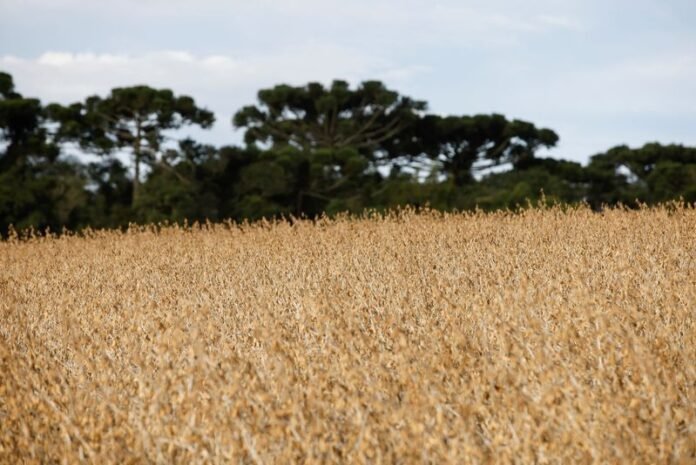 Plantio de soja em Mato Grosso atinge 89,05% da área