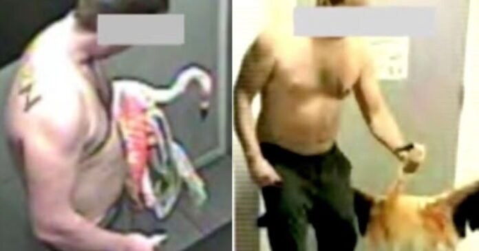 Turista é condenado por roubar flamingo e levar para o quarto de hotel após bebedeira