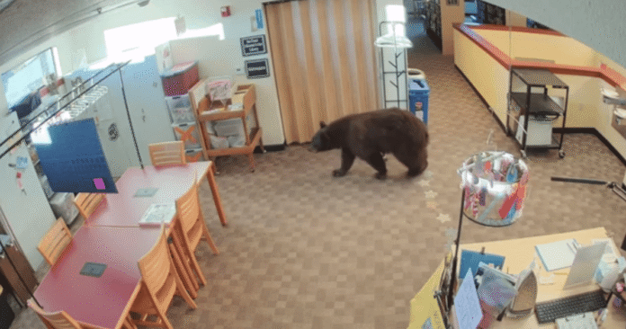 Vídeo: Urso é flagrado passeando por biblioteca na Califórnia